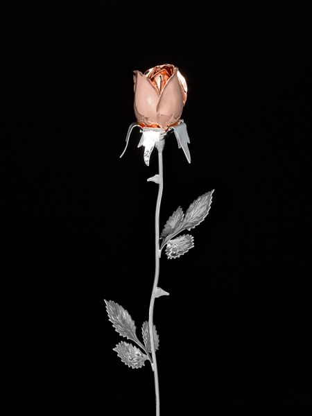 Rosa - Rosa stelo lungo