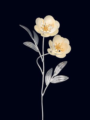 Anemone a gambo lungo